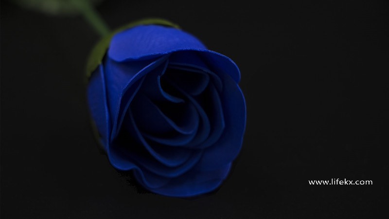 梦见蓝色玫瑰是什么意思